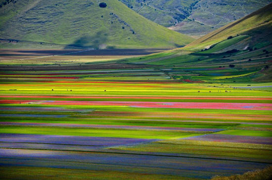 Fioritura of Castelluccio di Norcia, Umbria